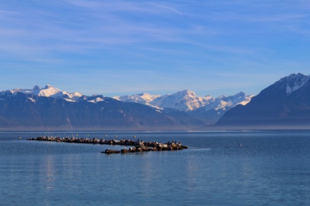 lac Léman Lausanne